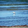 Port Aransas 2010